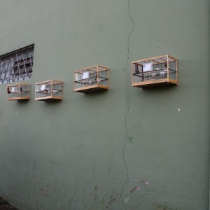 Criadouro Harmonia